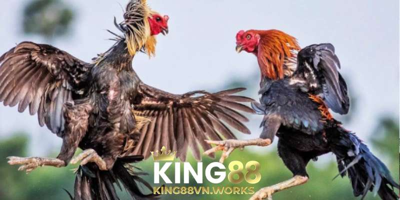 Luật chơi đá gà đòn cơ bản tại KING88
