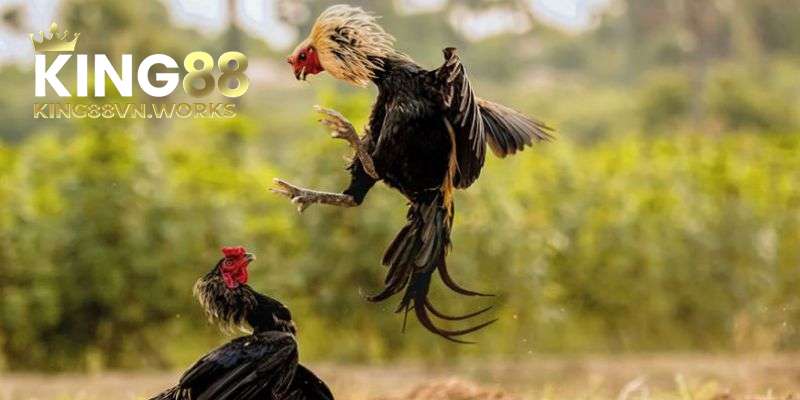 Ưu điểm đá gà đòn online tại KING88